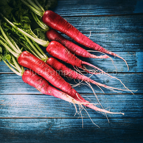 Fire Candle Radish seeds Blue Pumpkin Seed Co