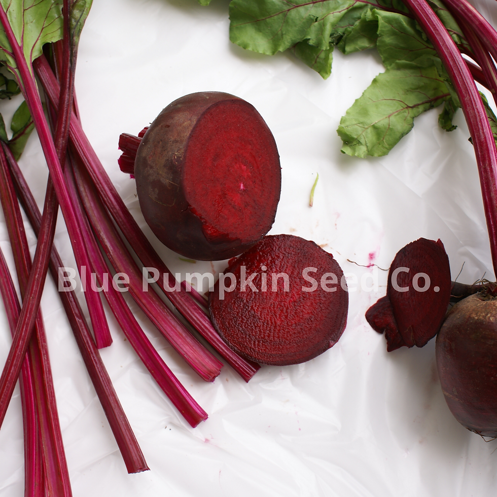 Thumbnail: Fresh cut baby beets
