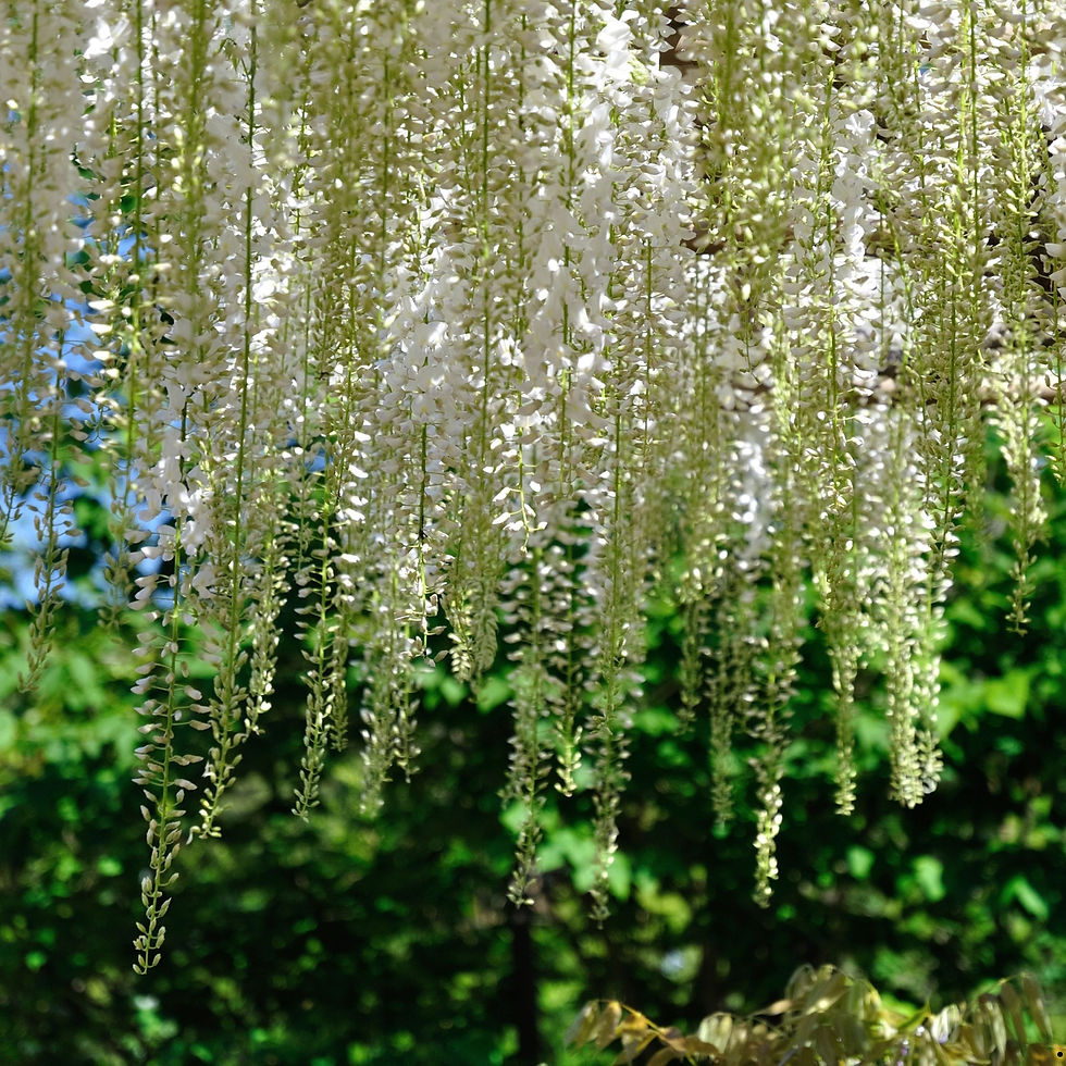Clusters of Chinese White Wisteria flowers.
