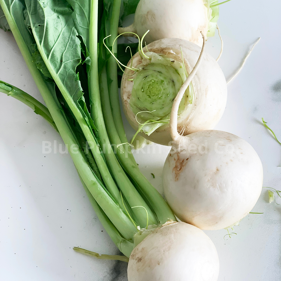 Miniatura: Fresh white egg eggplants on a white surface.