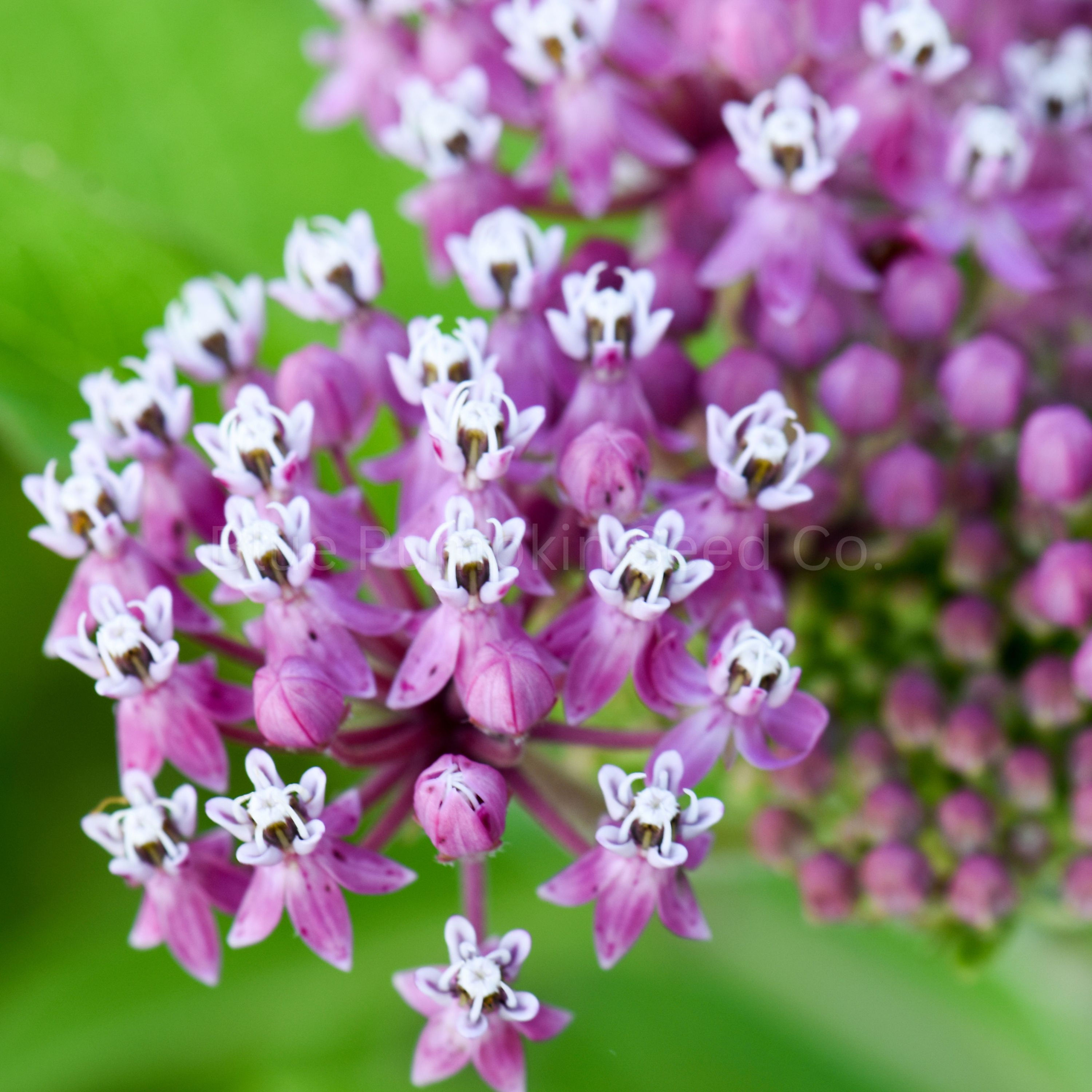Swamp Milkweed Flower seeds