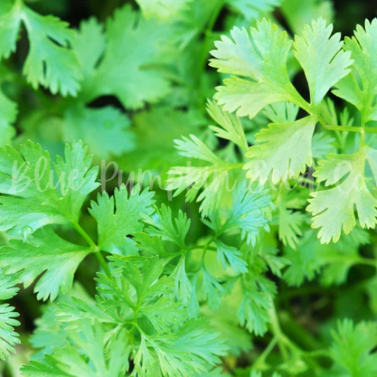 Miniatura: Fresh slow bolt cilantro leaves.
