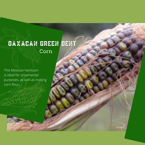 Oaxacan Green Corn seeds | Blue Pumpkin Seed Co
