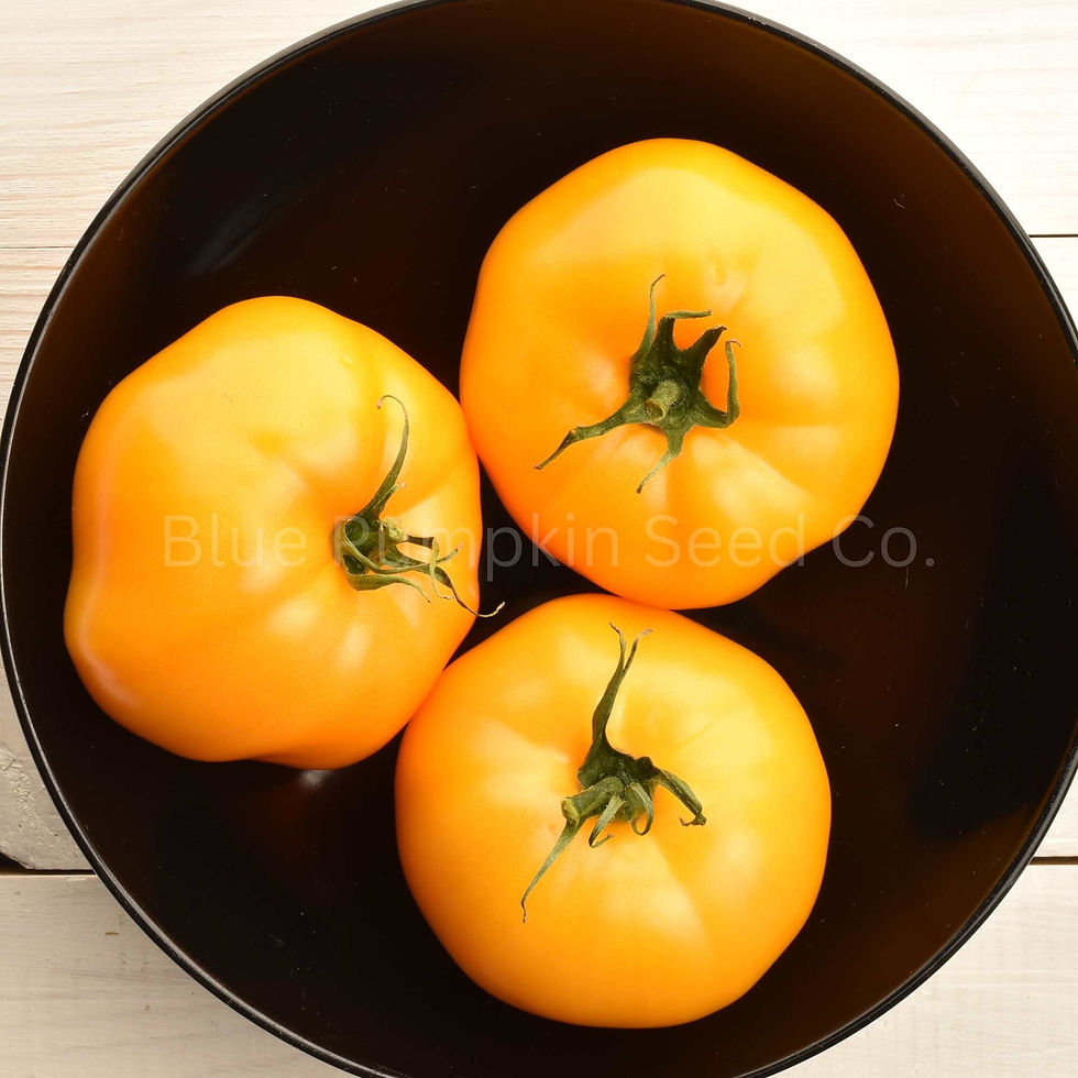Thumbnail: Three Kellogg's Breakfast tomatoes in a black bowl.