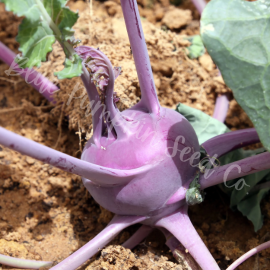 Miniatura: A young early purple Vienna kohlrabi growing in a garden.
