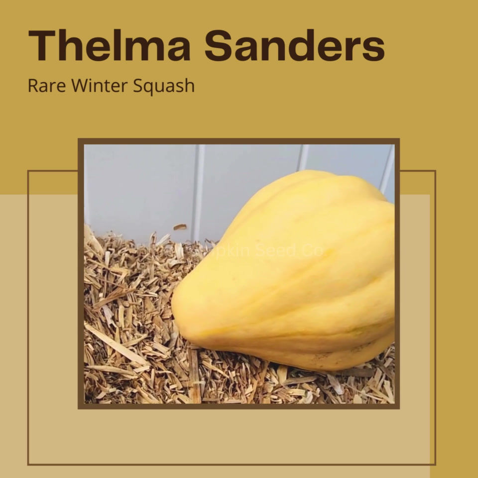 Miniatura: Thelma Sanders squash seeds video.