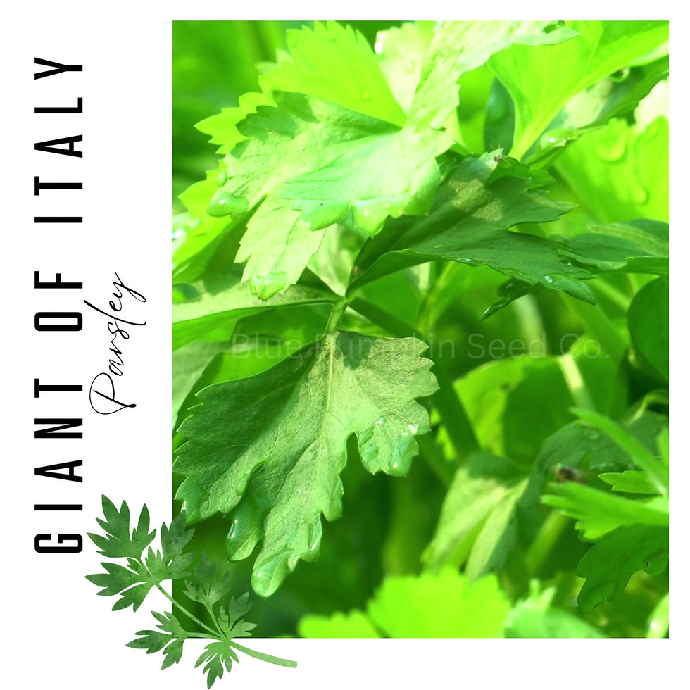 Miniatura: A bundle of Giant of Italy Parsley.