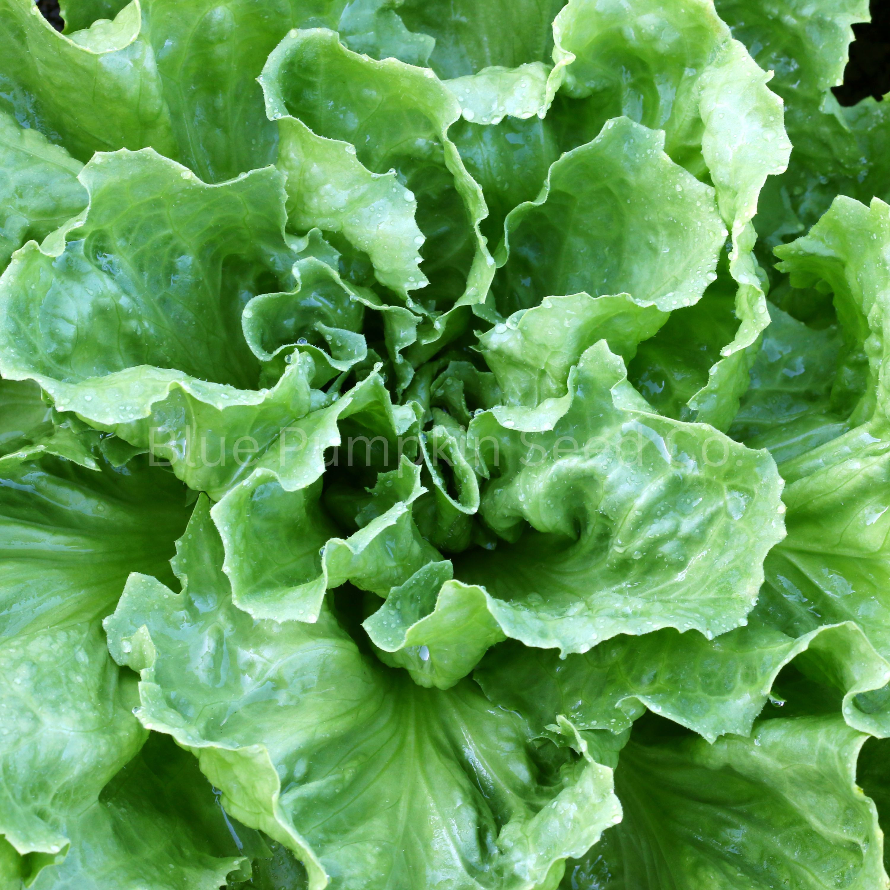 Salad King endive growing in a garden.