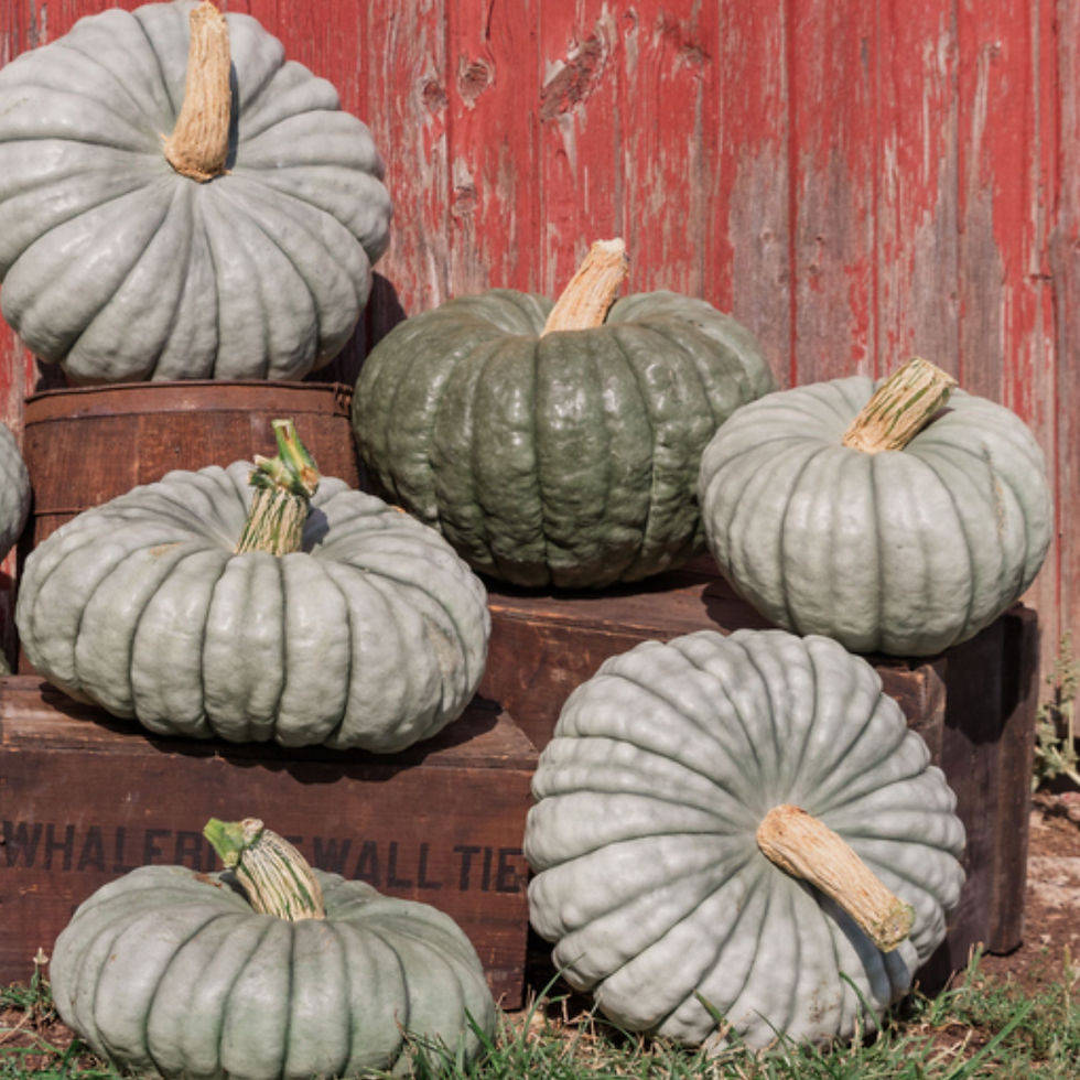 Miniatura: Several variations of blue and grey Blue Delight F1 pumpkins.