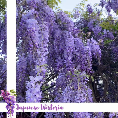Japanese Wisteria seeds | Blue Pumpkin Seed Co