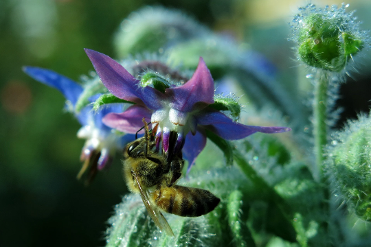 Thumbnail: A bee collecting pollen from a borage flower.