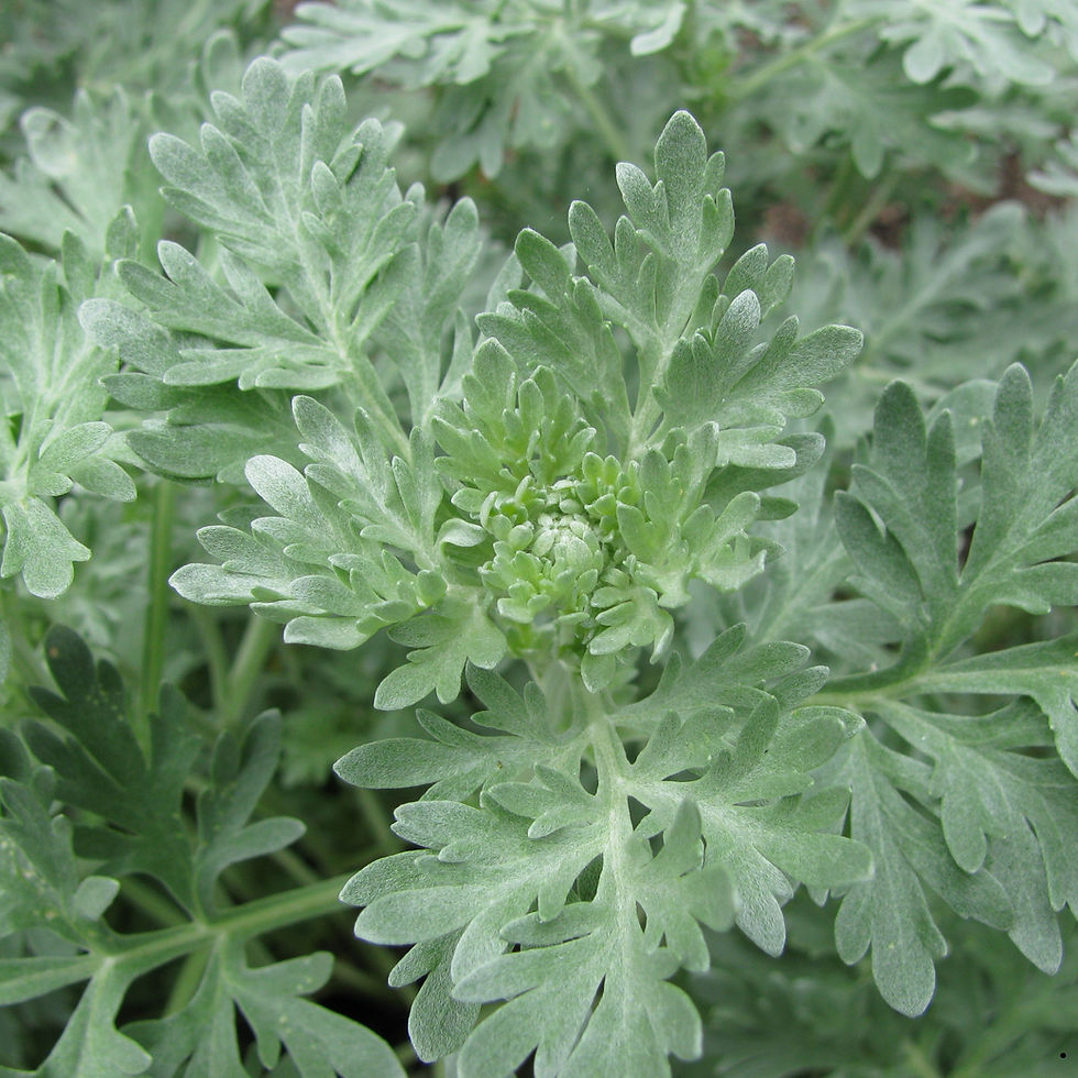 Common wormwood leaves.