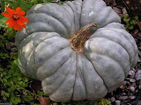 Miniatura: A Triamble pumpkin on the ground next to a red flower.