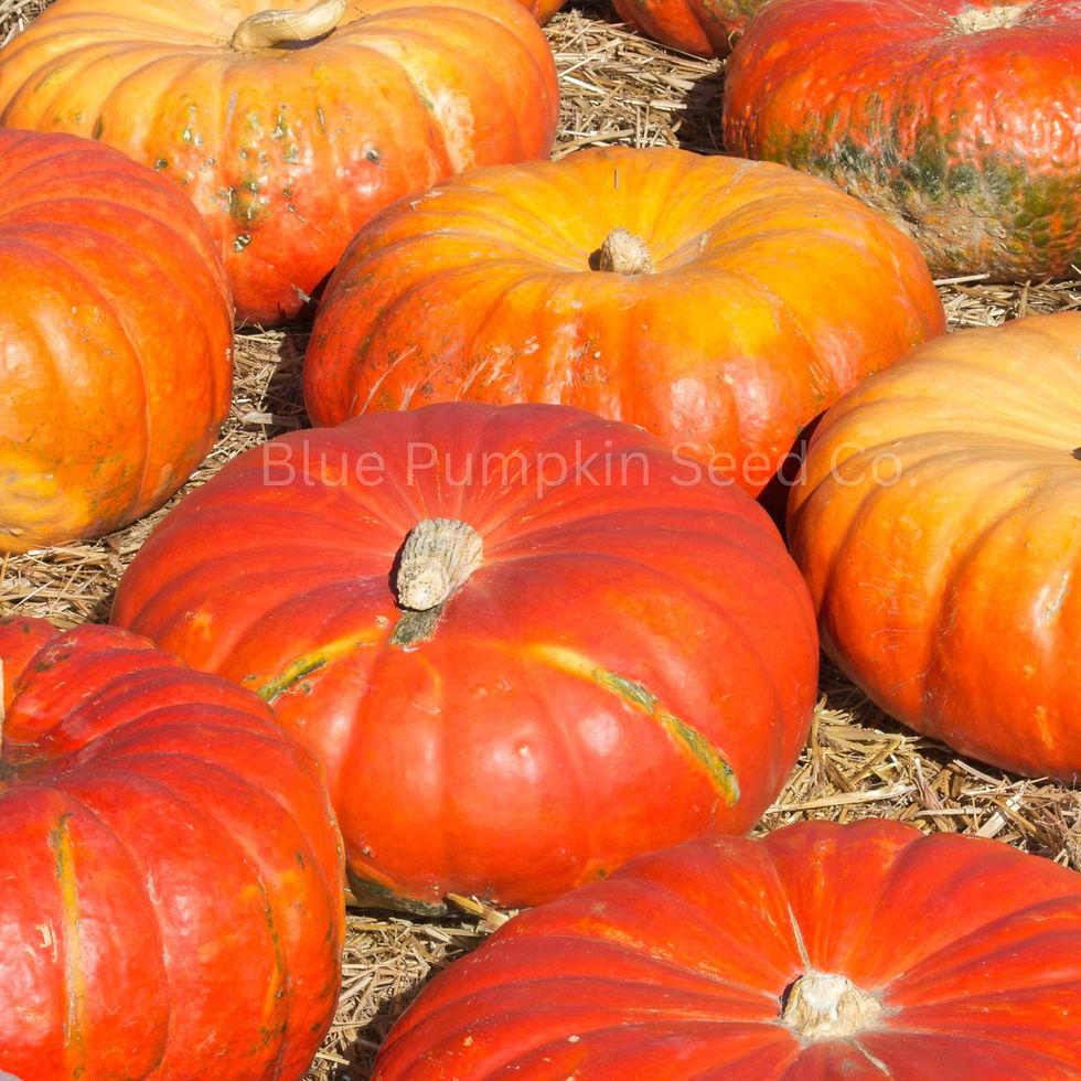 Miniatura: Several Cinderella pumpkins on a bed of hay.