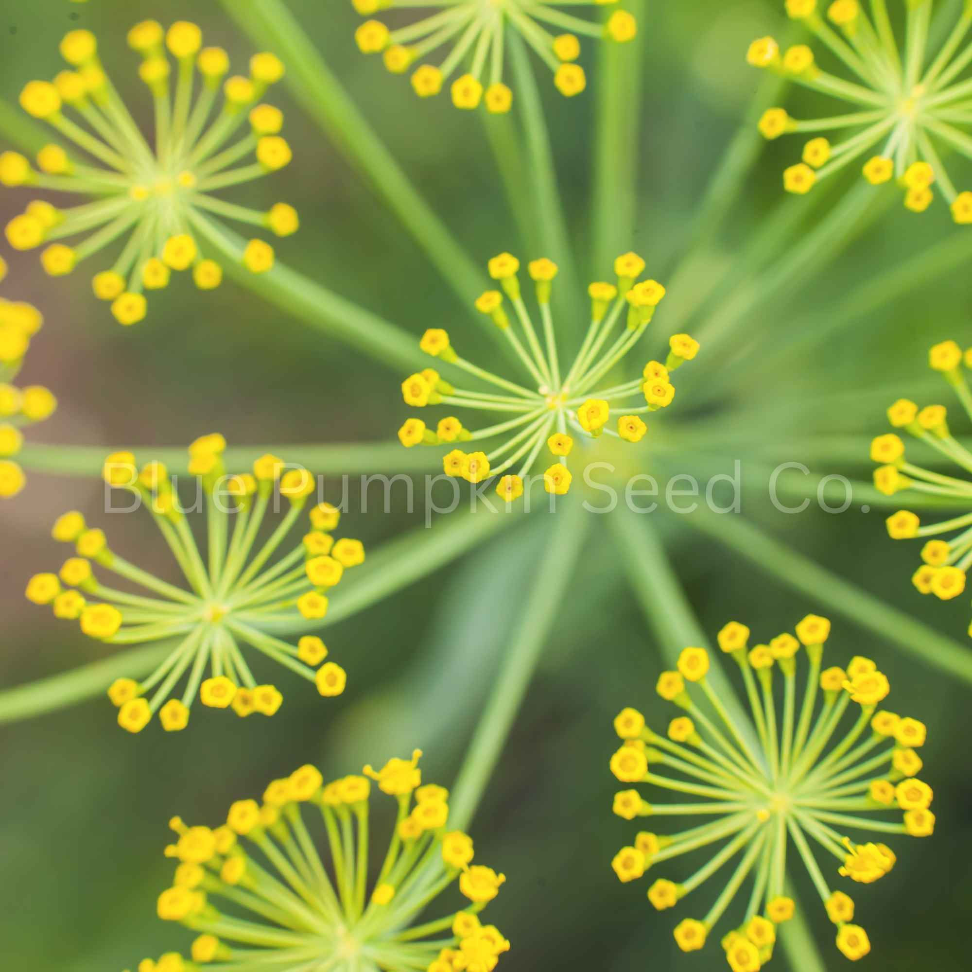 A close up of cumin flowers.