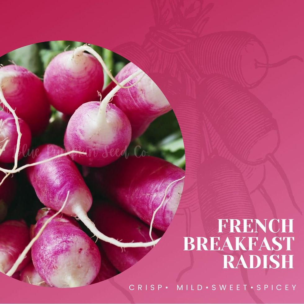 Thumbnail: French Breakfast radish seeds video.