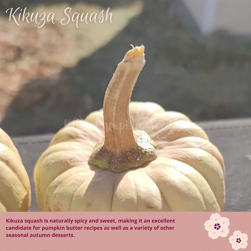 Thumbnail: Kikuza pumpkin seeds video.