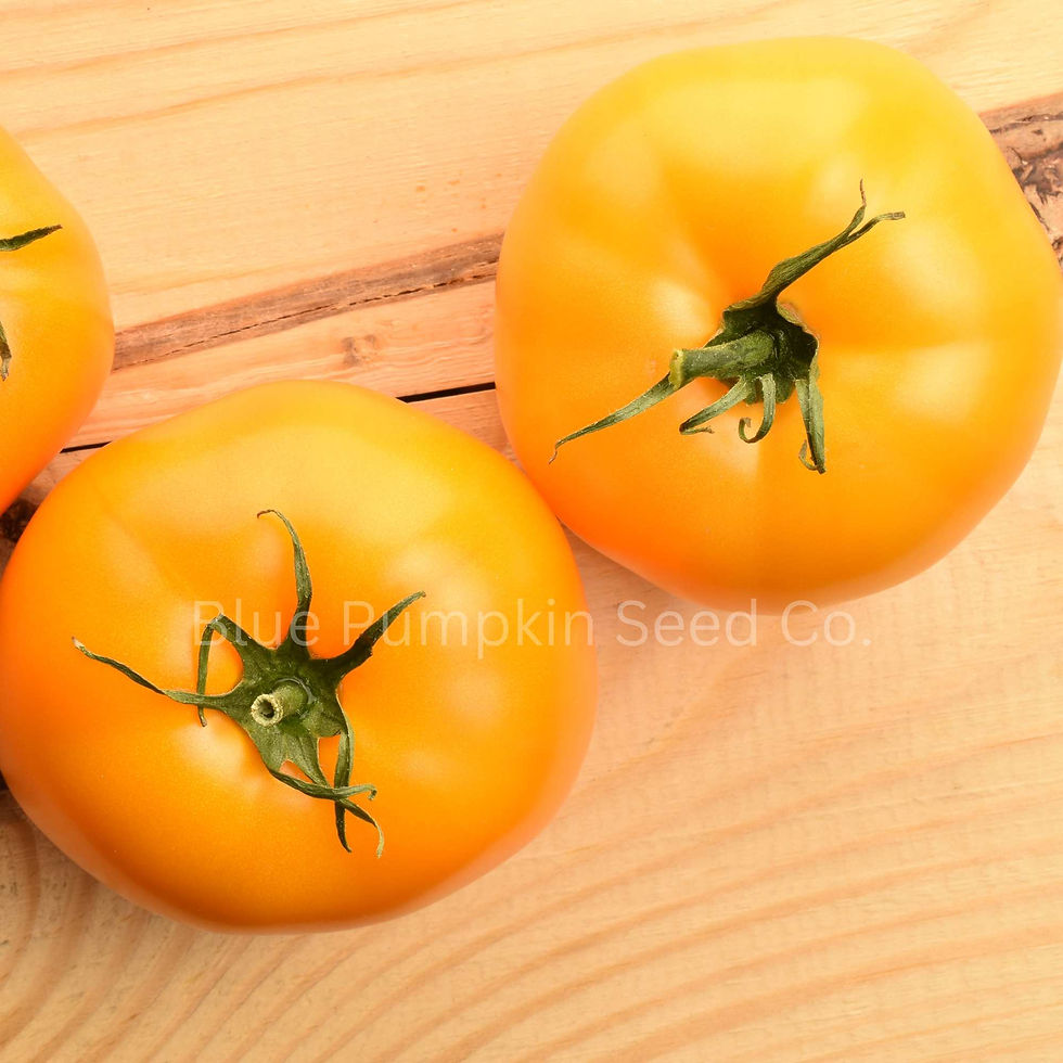 Two Kellogg's breakfast tomatoes on a table top.