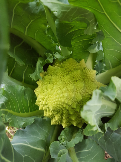 Thumbnail: A young head of Romanesco broccoli growing in a garden.