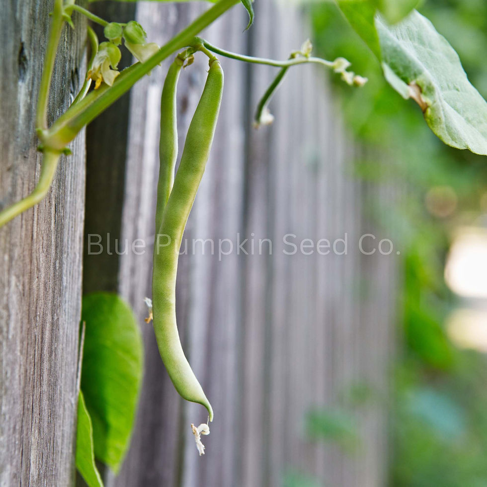 Miniatura: Kentucky Wonder pole beans growing against a fence.
