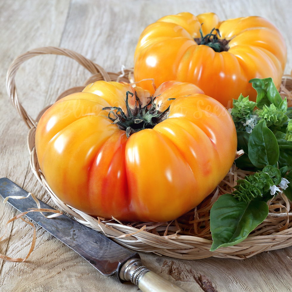 Thumbnail: Two Pineapple tomatoes on whicker dish.