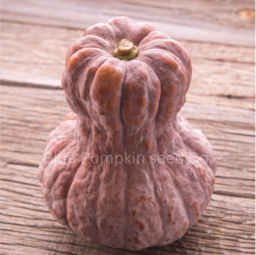 Shishigatani pumpkin (Toonas Makino) | Blue Pumpkin Seed Co