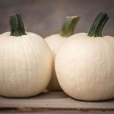 Shiver F1 Pumpkin seeds | Blue Pumpkin Seed Co
