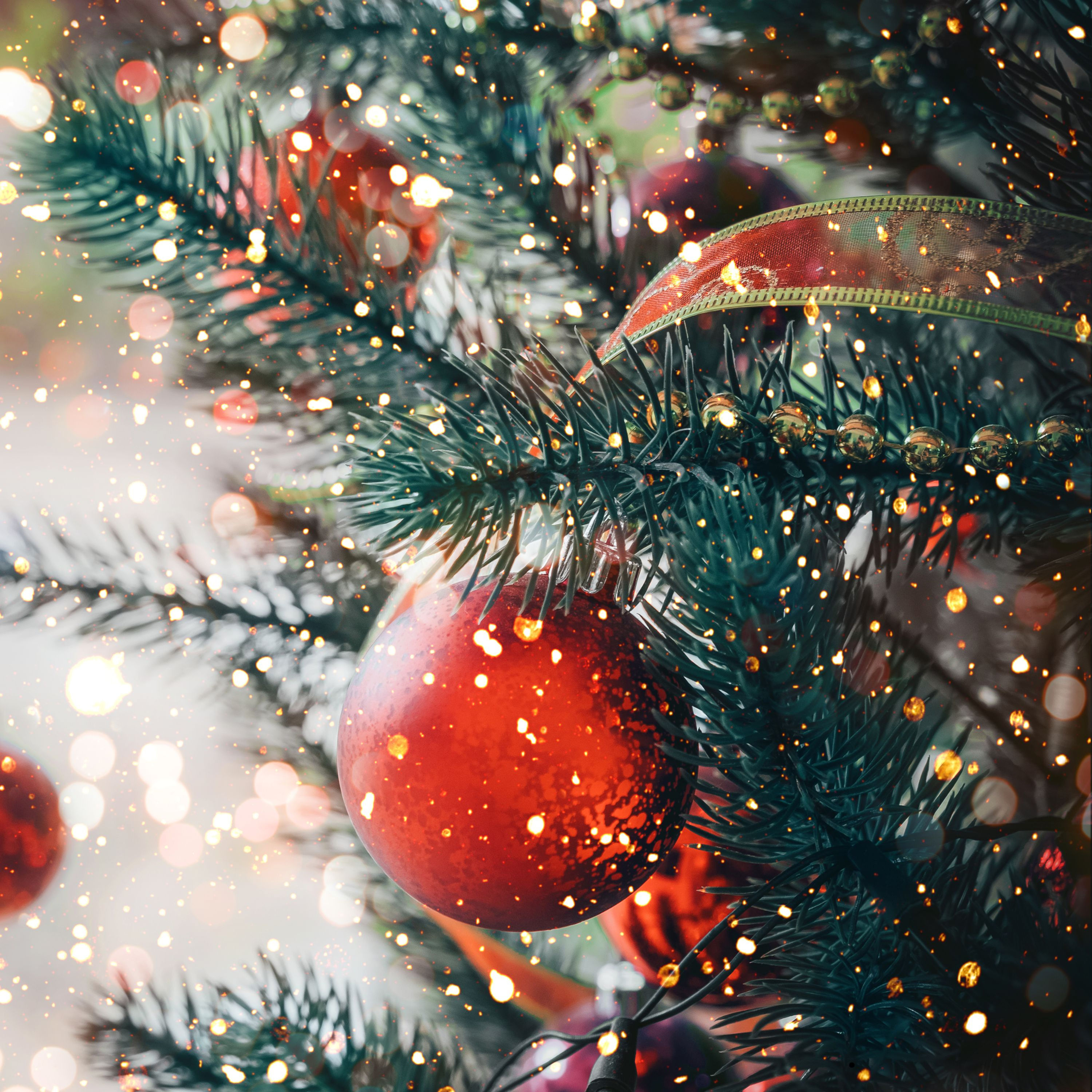 A Silver fir tree grown to be used as a Christmas Tree.