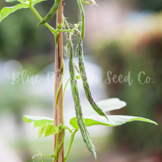 Thumbnail: Rattlesnake pole beans growing in a garden.