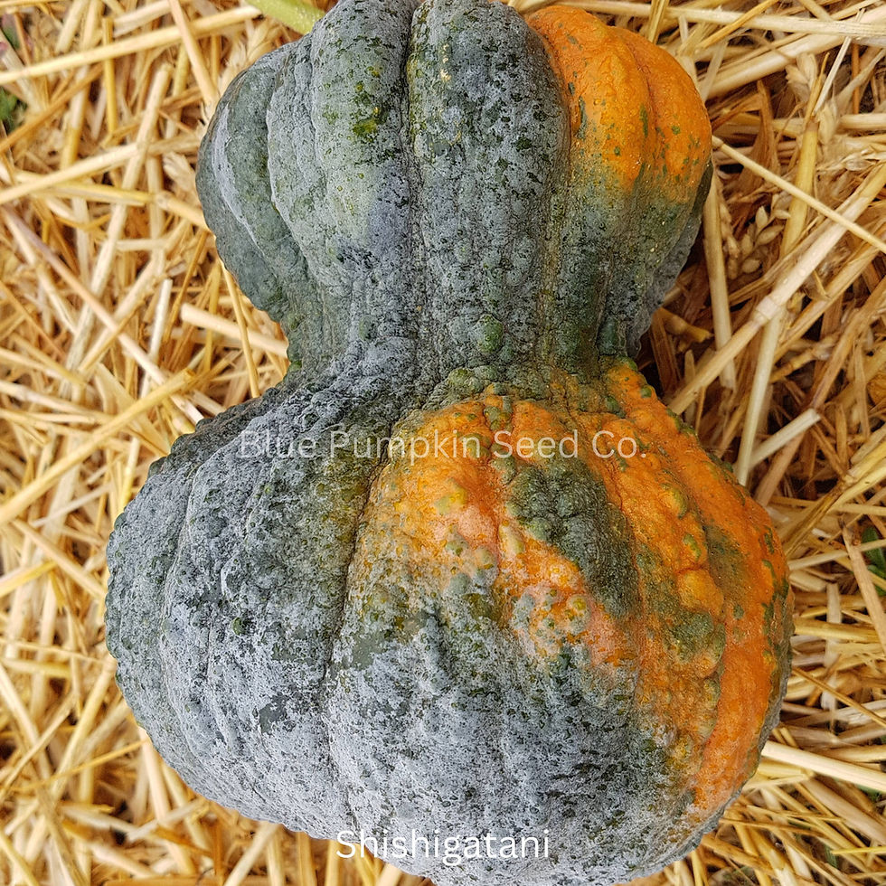 Tokyo Garden Japanese Pumpkin Seed Mix | Blue Pumpkin Seed Co