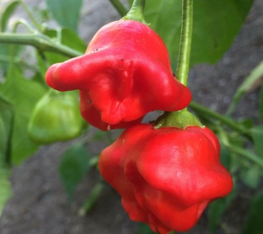 Mad Hatter chilis growing in a container.