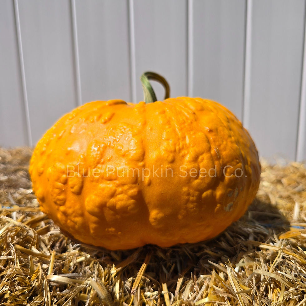 Miniatura: A Sanchez F1 pumpkin from our garden.