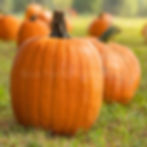 Thumbnail: Howden pumpkins in a grassy field.