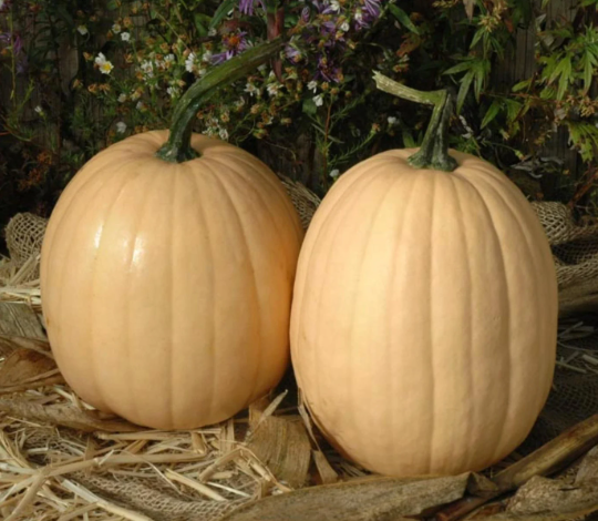 Thumbnail: Two Tandy pumpkins on a bed of hay.
