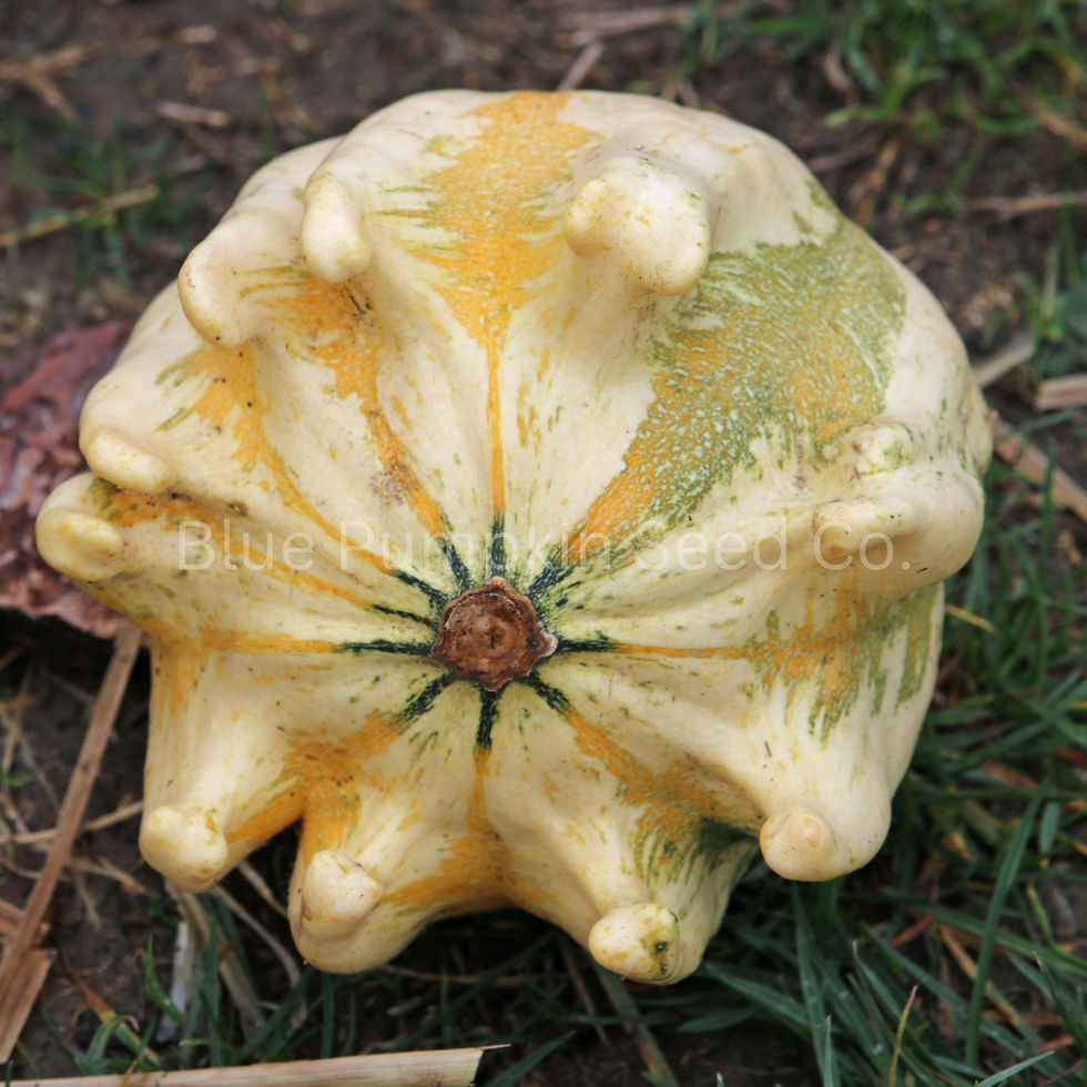 Thumbnail: A crown of thorn gourd facing the camera.