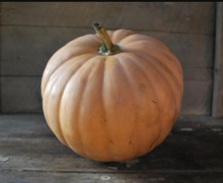 Thumbnail: A single Autumn Crown pumpkin.