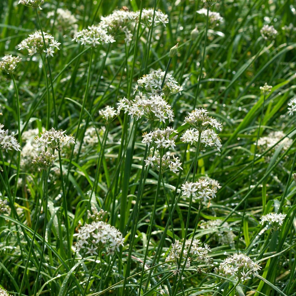Thumbnail: White garlic chive flowers.