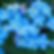 Forget me not flowers.