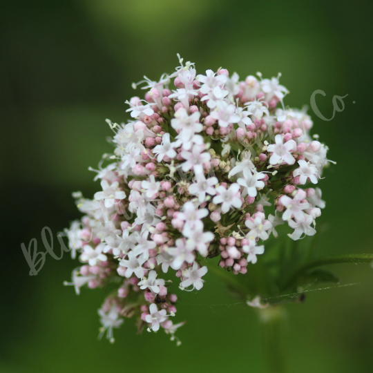 Miniatura: A close up of valerian flowers.