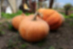 Thumbnail: Yellow of Paris pumpkins on the ground.