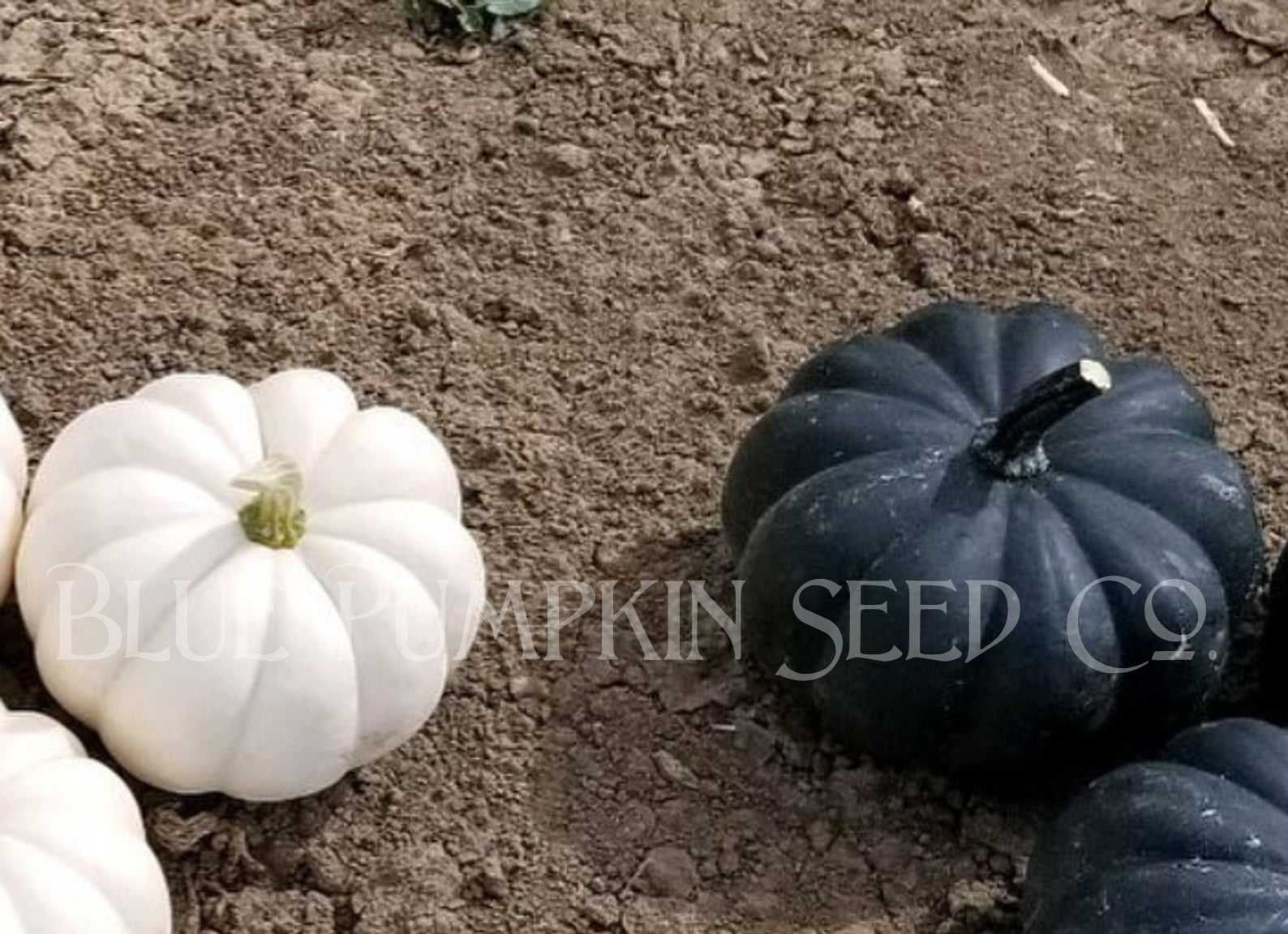 Black Kat and Casperita pumpkins.