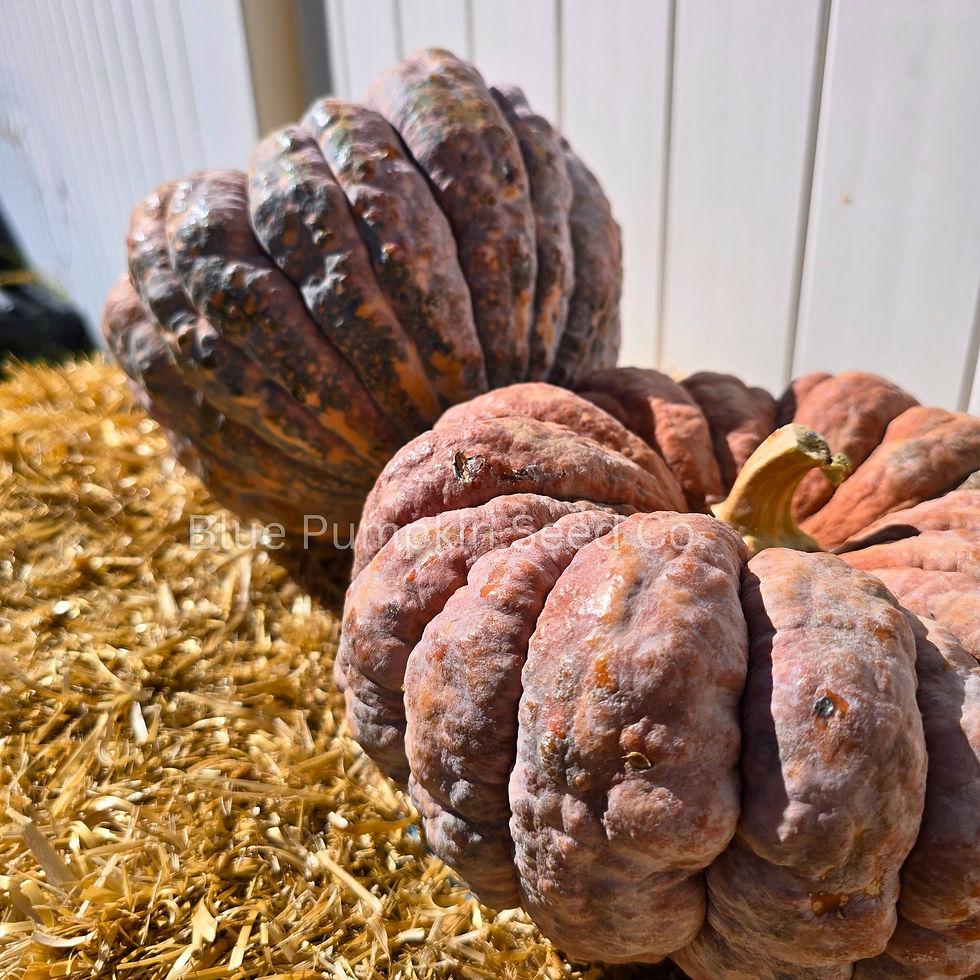 Miniatura: Chirimen Pumpkin seeds (Organic)