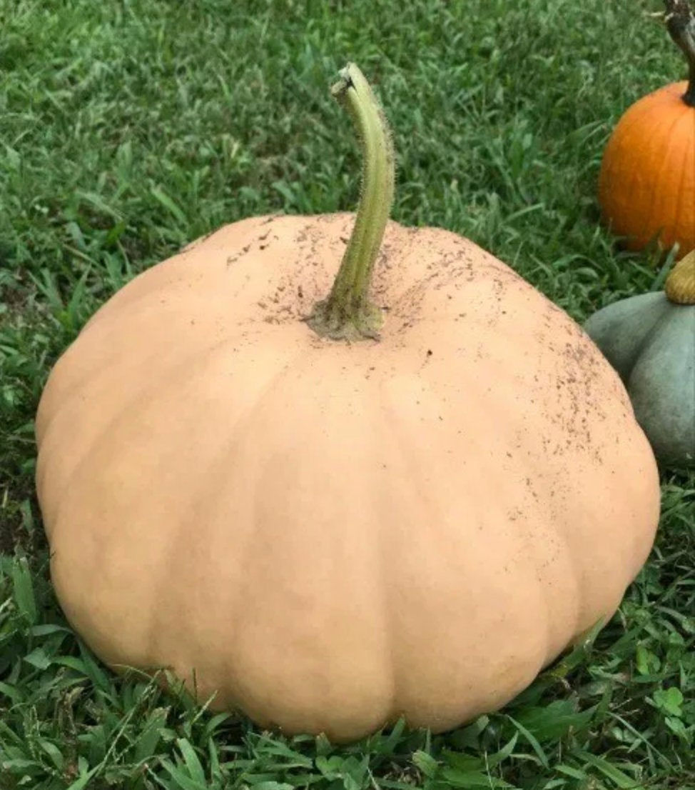 Thumbnail: An Upper Ground sweet potato squash laying in the grass.