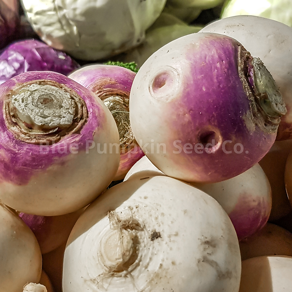 Thumbnail: Market ready Purple Top rutabagas.