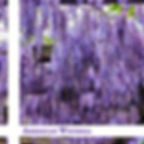 Thumbnail: An American Wisteria Plant on a pergola.