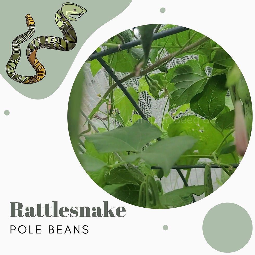 Thumbnail: Rattlesnake Pole Beans