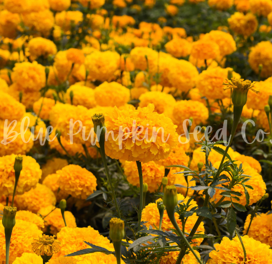Thumbnail: Golden Crackerjack marigolds growing in a field.