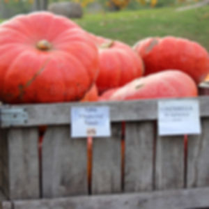A bin full of Cinderella pumpkins for sale.