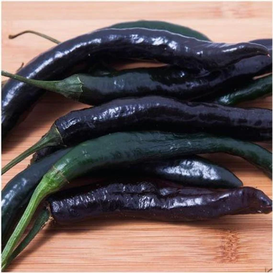 Miniatura: Fresh Pasilla Bajio chilis.