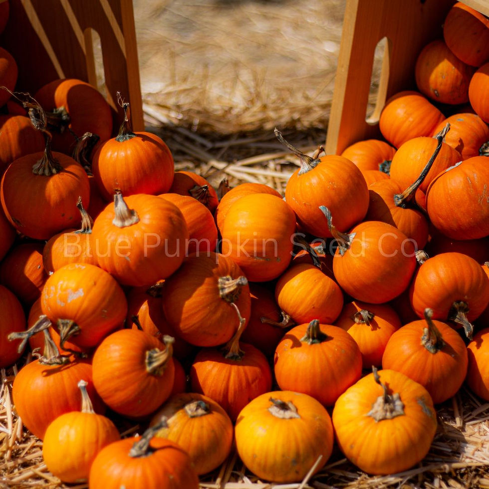Miniatura: Small round orange Wee Be Little Pumpkins.